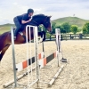 Horse image