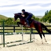 Horse image