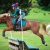 Horse image