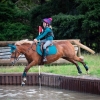 Horse image