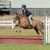 Horse image