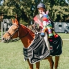 Horse image