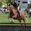Horse image