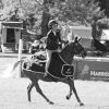 Horse image