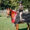 Horse image