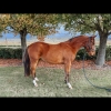 Horse image