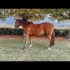 Horse image