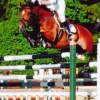 Horse image