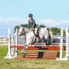Horse image