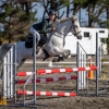 Horse image