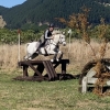 Horse image