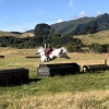 Horse image