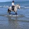 Horse image