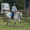 Horse image
