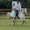 Horse image