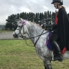 Horse image