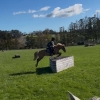 Horse image