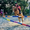 Horse image
