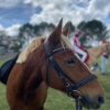 Horse image