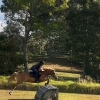 Horse image