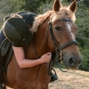 Horse image
