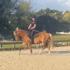 Horse image