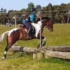 Horse image