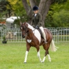Horse image