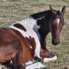 Horse image