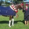 Horse image