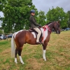 Horse image