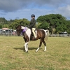 Horse image