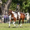 Horse image