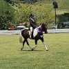 Horse image