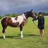 Horse image