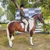 Horse image