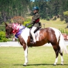 Horse image