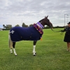 Horse image
