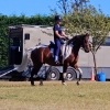 Horse image