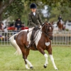 Horse image