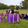 Horse image