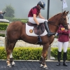 Horse image