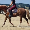 Horse image