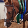 Horse image