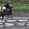 Horse image