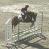 Horse image