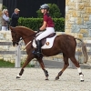 Horse image