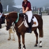Horse image