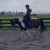 Horse image