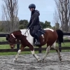 Horse image